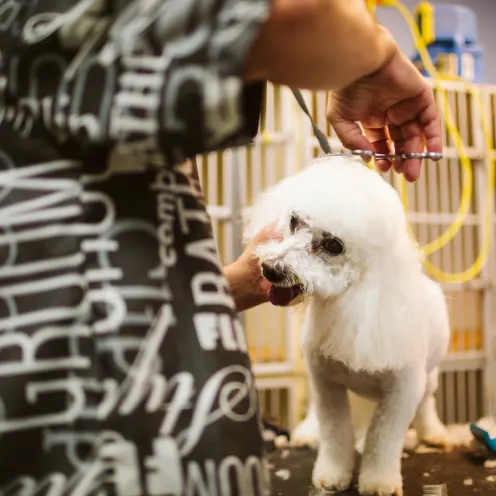 The Pet Spa & Resort Grooming white small poodle on a table. 